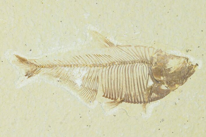 Fossil Fish (Diplomystus) - Green River Formation #150415